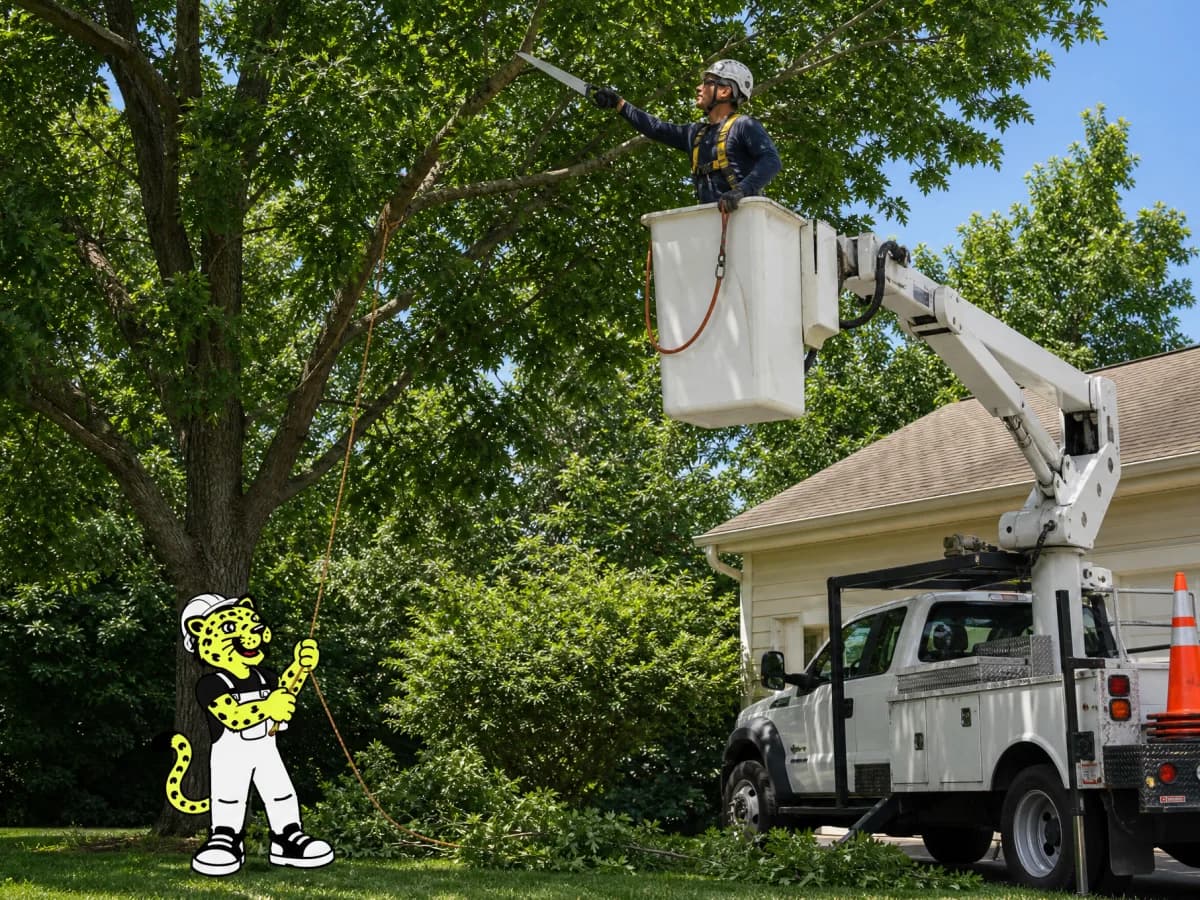 Arborist in a bucket lift pruning a tree while Leo manages the ground rope